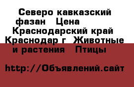 Северо кавказский фазан › Цена ­ 1 300 - Краснодарский край, Краснодар г. Животные и растения » Птицы   